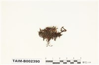 藏品(砂苔屬)的圖片